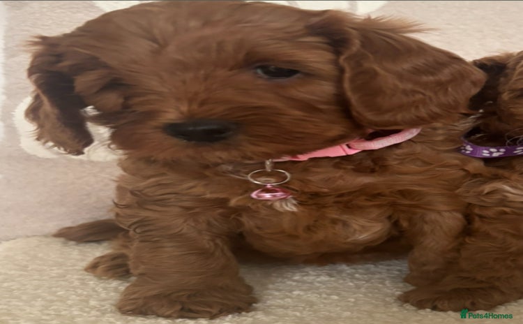 Cockapoo dogs - Advert 15