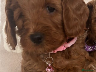 Cockapoo dogs - Advert 12