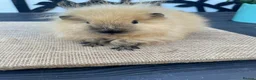 Guinea Pig rodents for sale: Swiss boys - Advert 6