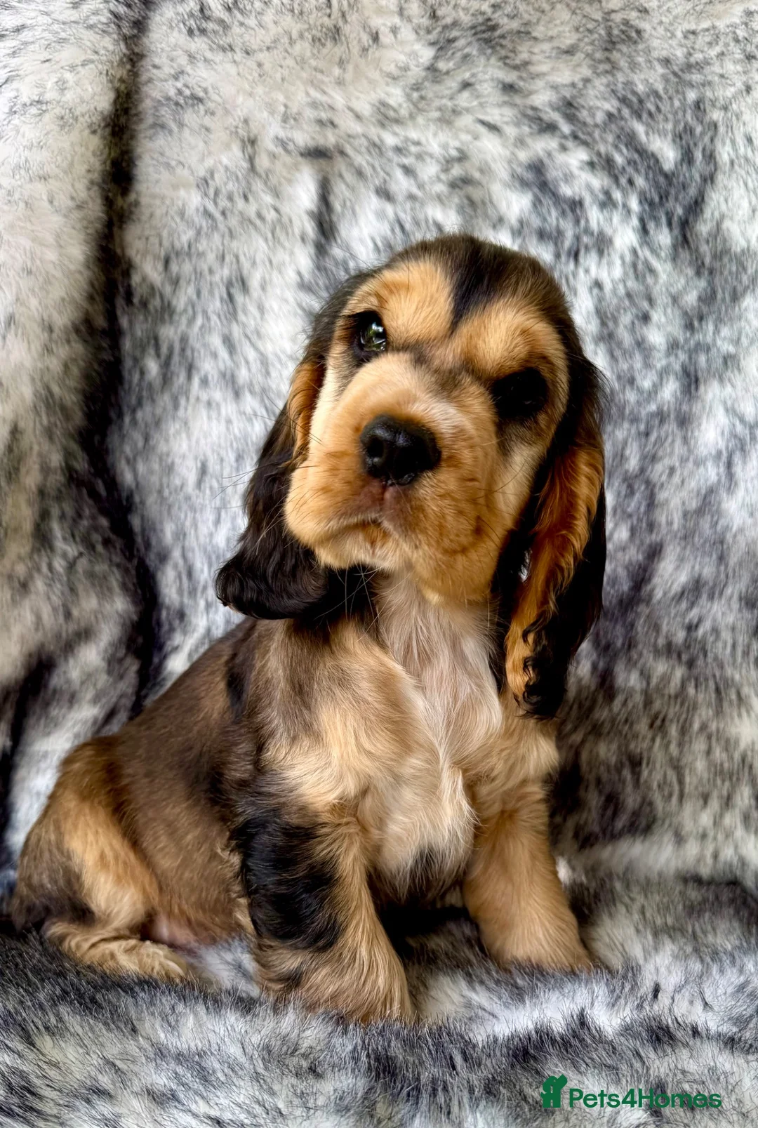 Cocker Spaniel dogs for sale: KC show cocker spaniel - last boy  - Advert 1
