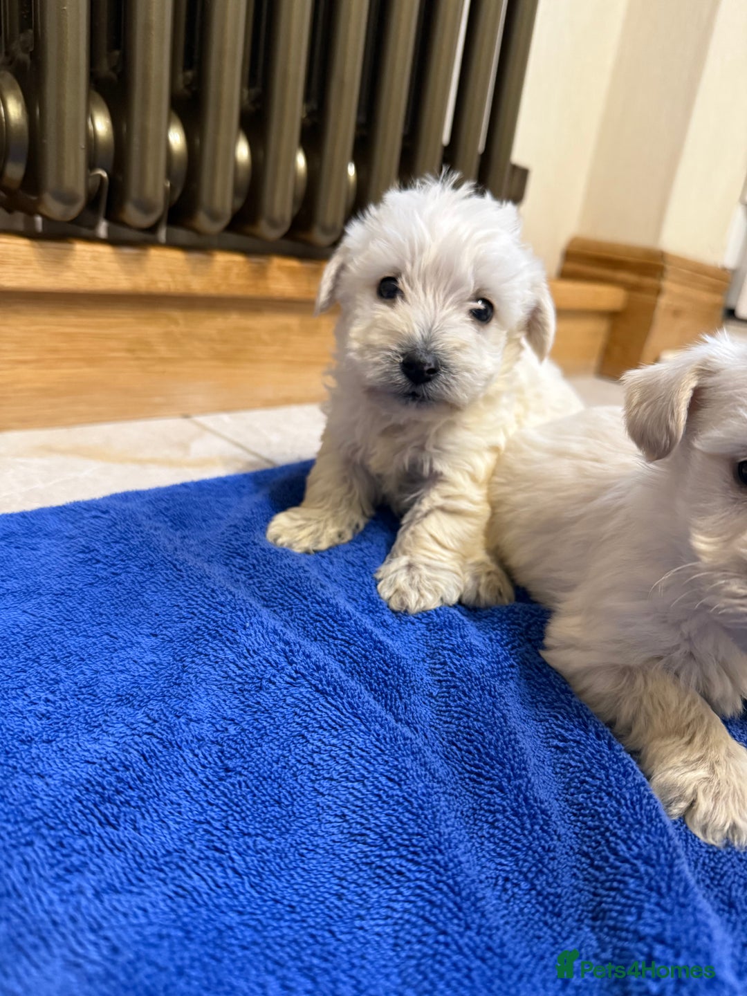 Mixed Breed dogs for sale: DNA Health tested Westiepoos  - Advert 4