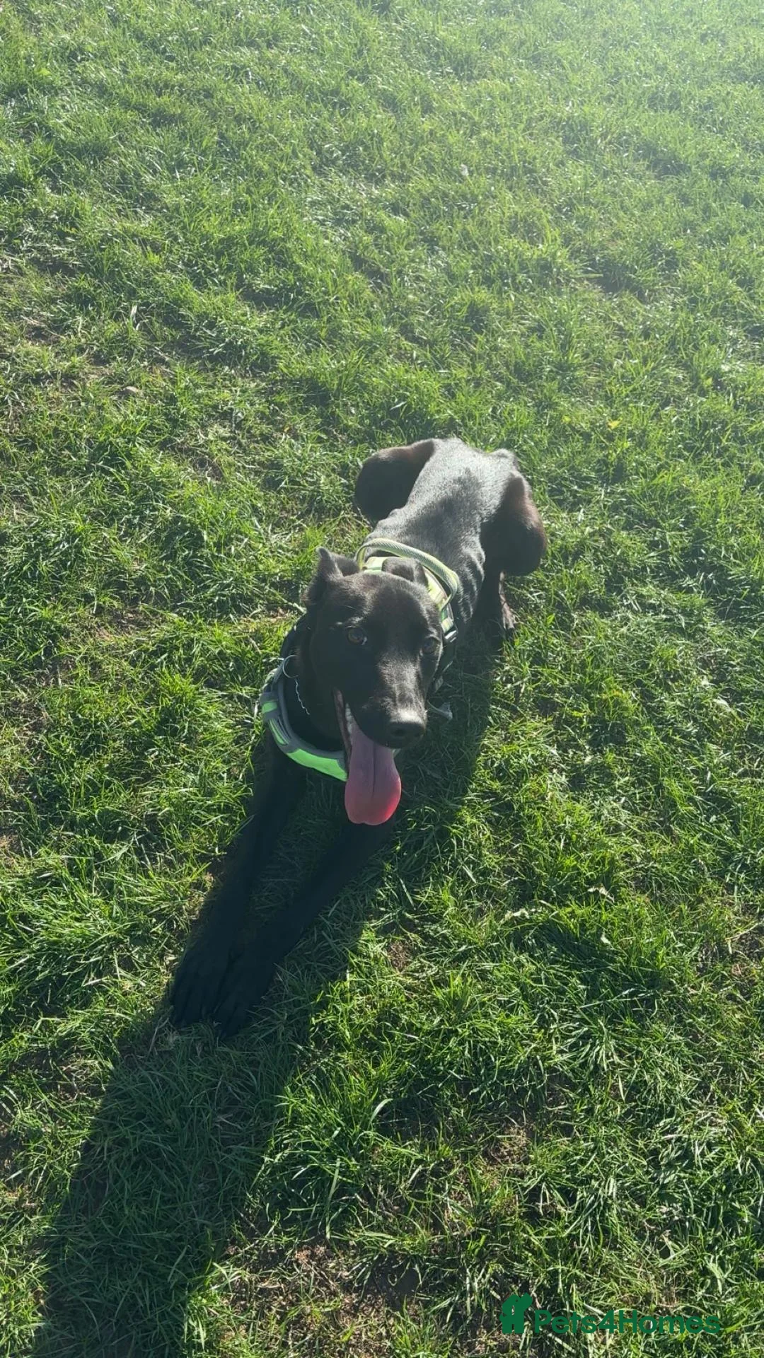 Mixed Breed dogs for stud: Bella   in Rotherham - Advert 1