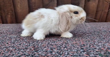 Mini Lop rabbits - Advert 3