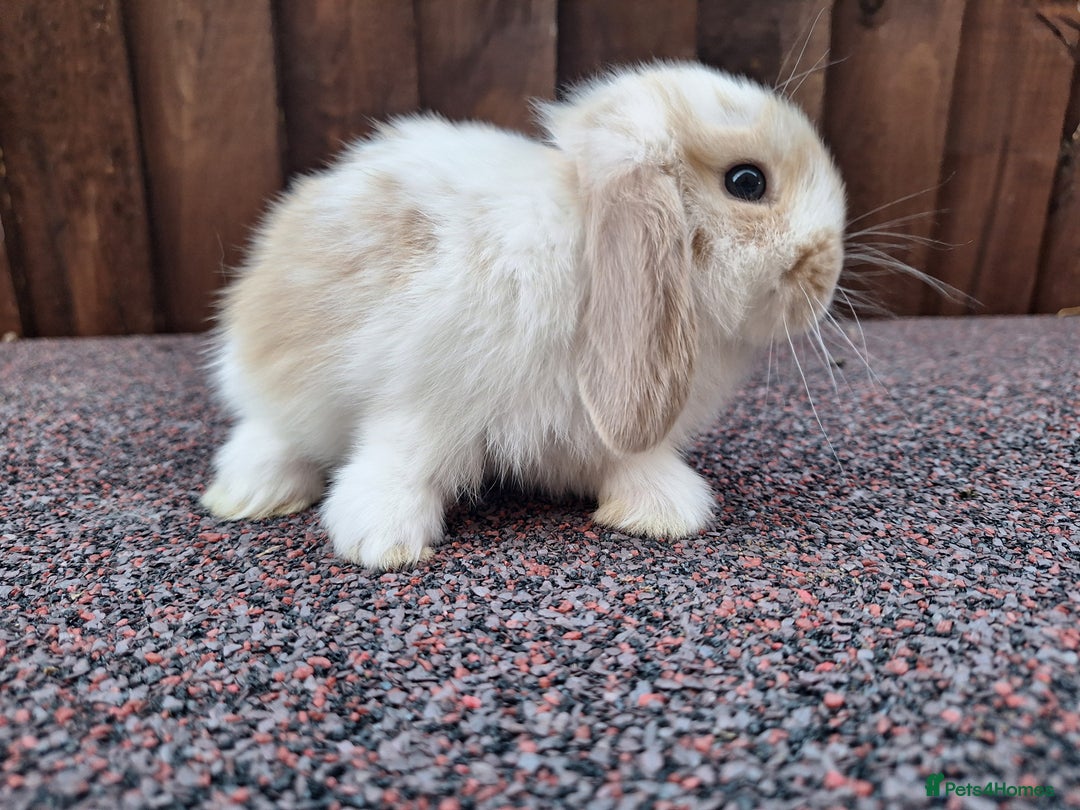 Mini Lop rabbits for sale: Beautiful Mini Lops - Image 1