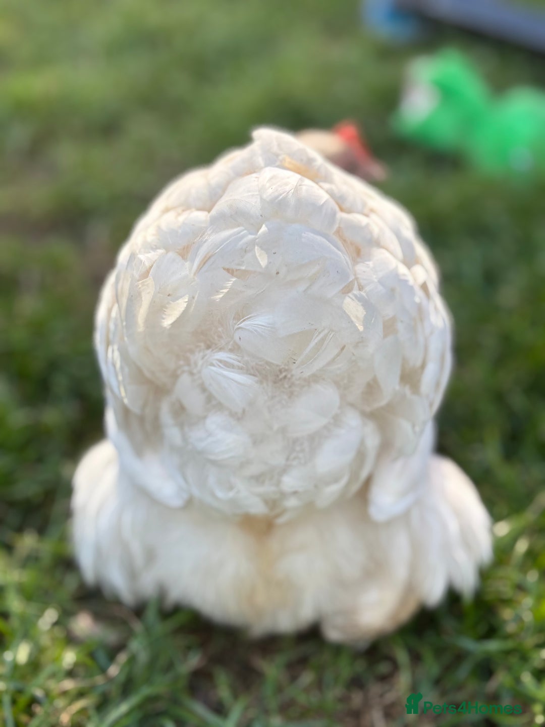 Chickens poultry for sale: Full set up including hens - Image 9