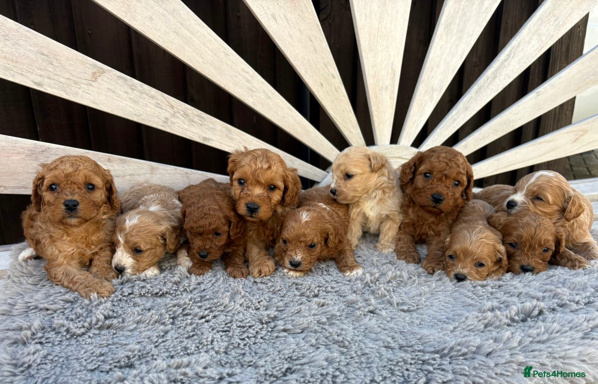 Cavapoo dogs OUTSTANDING F1 CAVAPOO PUPPIES BOTH KC PARENTS  - Advert 2