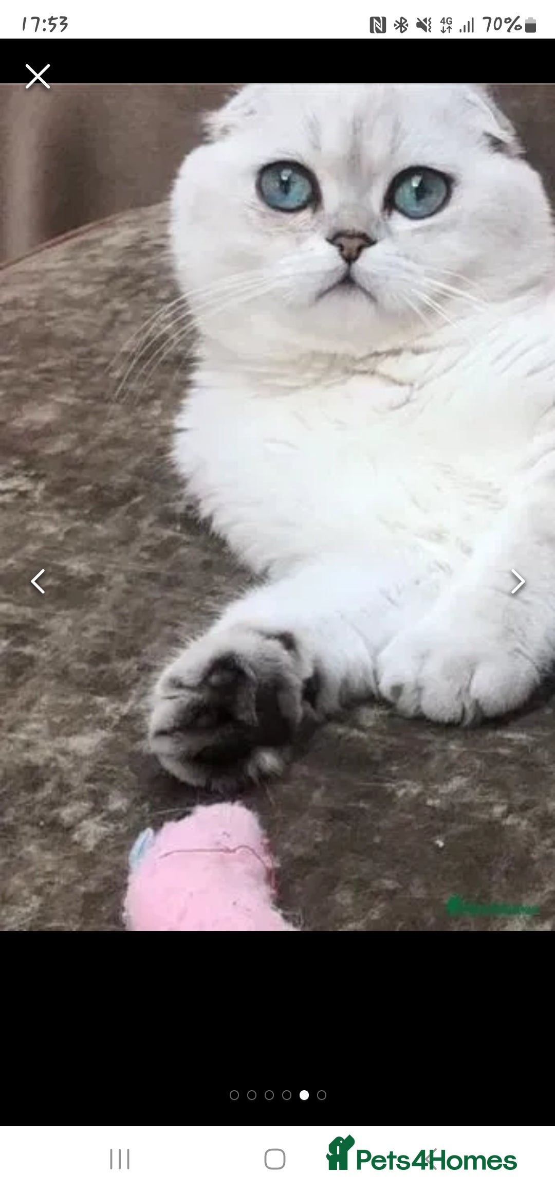 Scottish Fold cats for sale: Stunning scottish folds - Advert 11