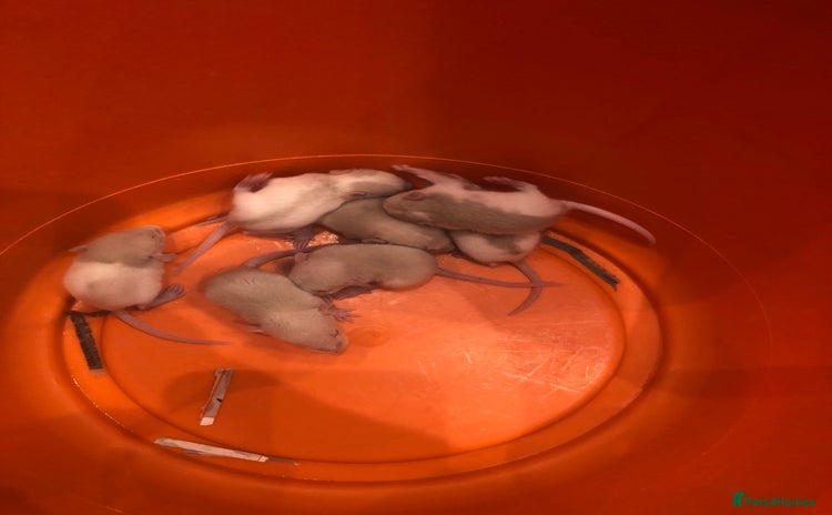 Rat rodents - Advert 2