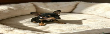Miniature Pinscher 5