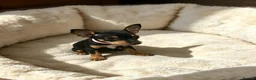 Miniature Pinscher dogs for sale: Stunning Miniature Pinscher Puppies–3Girls & 2Boys - Advert 4
