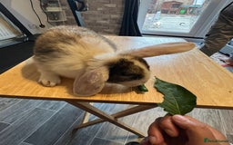 Mixed Breed rabbits for sale: Rabbit - Image 3