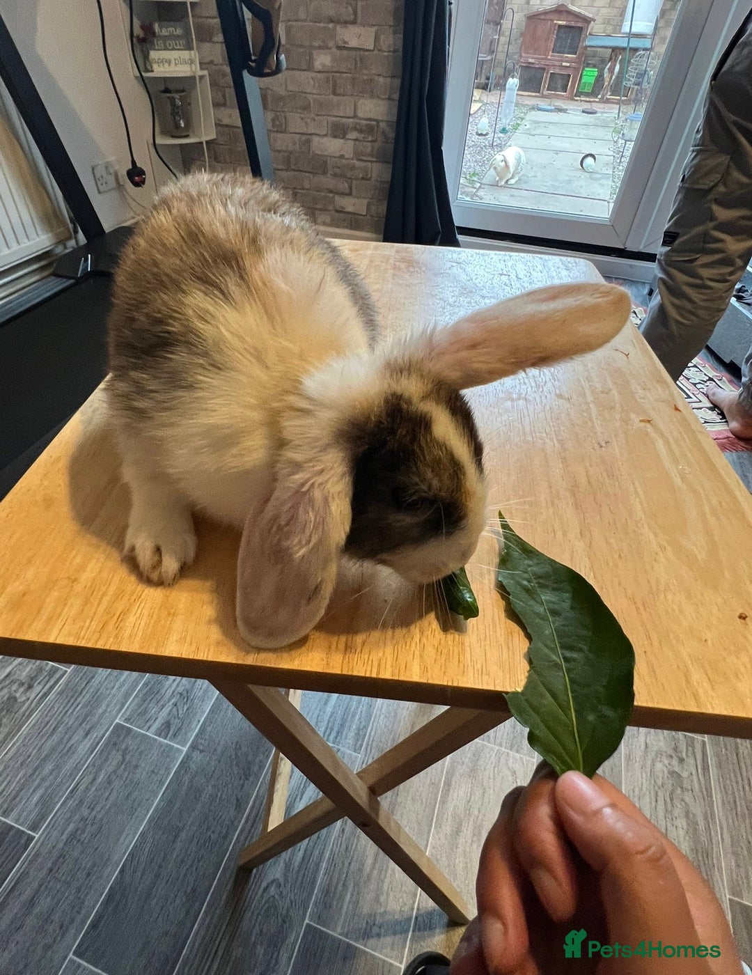 Mixed Breed rabbits for sale: Rabbit - Image 3