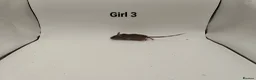 Mouse rodents for sale: 🐁August Mice Are Here!🐁 - Advert 9
