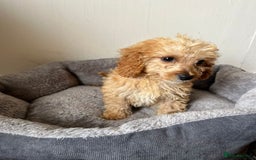 Cavachon dogs for sale: Cavapoochon 3 boys - Image 6