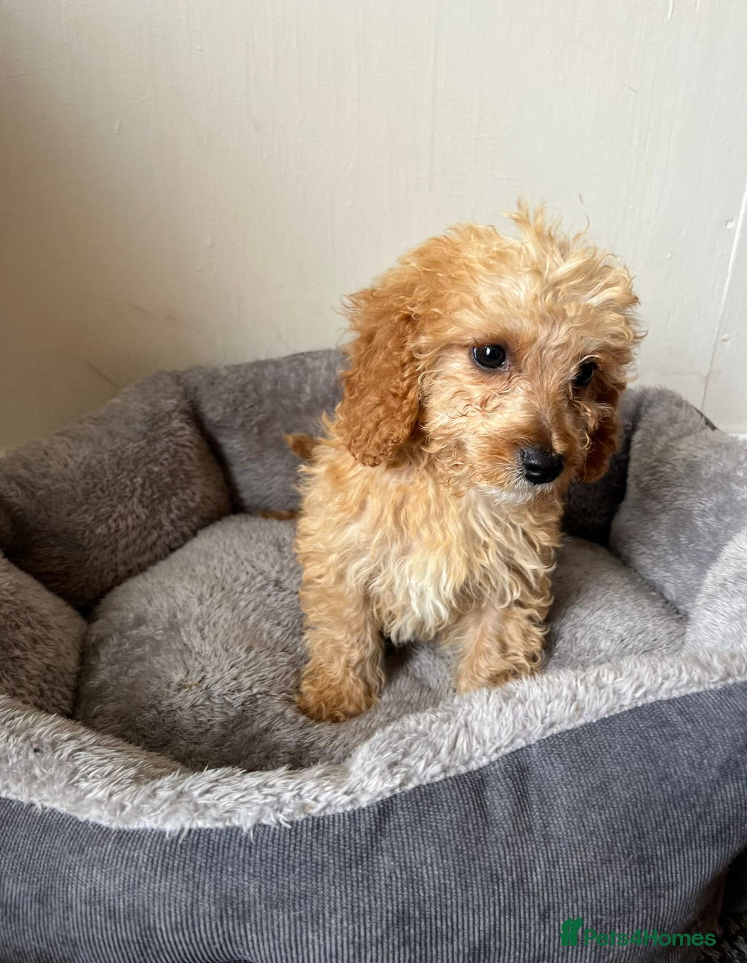Cavachon dogs for sale: Cavapoochon 3 boys - Image 6