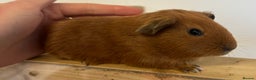 Guinea Pig rodents for sale: Baby boars, sows and a adult boar available  - Advert 3