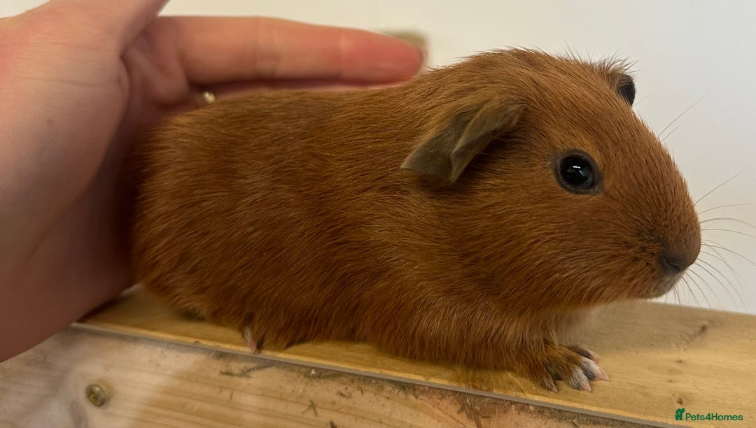 Guinea Pig rodents for sale: Baby boars, sows and a adult boar available  - Advert 3