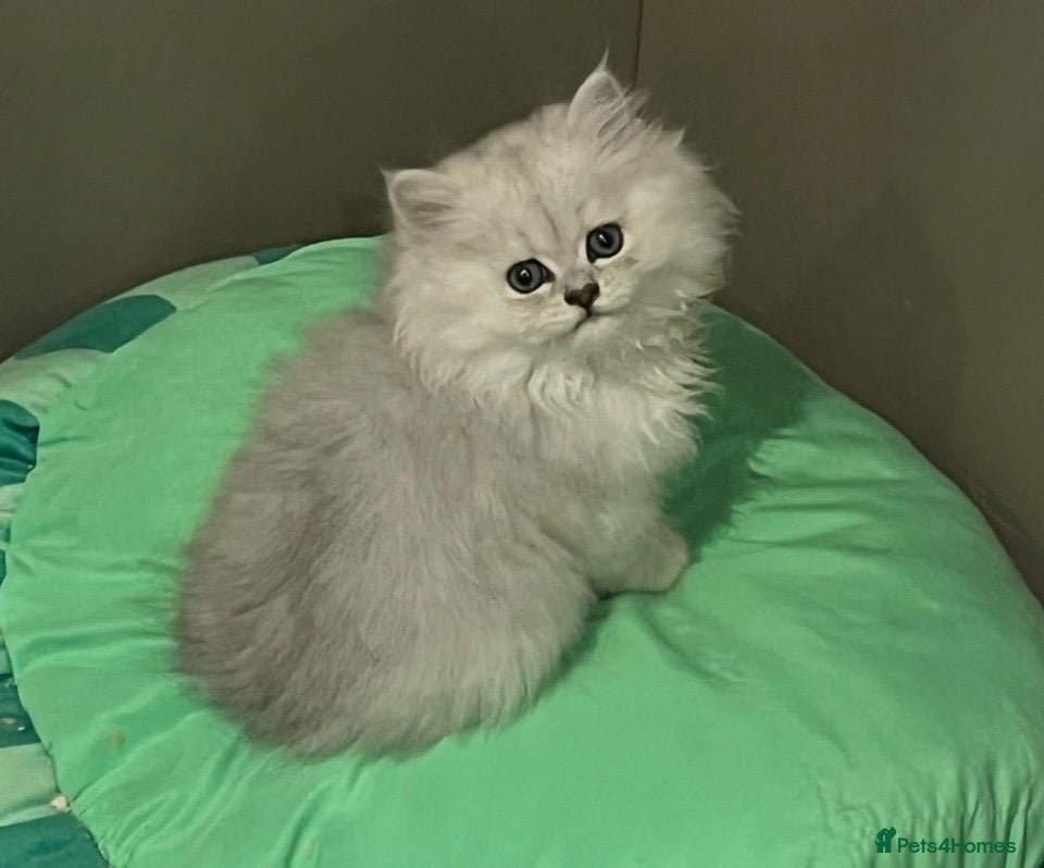 Persian cats for sale: Pure bred Persian kittens  - Advert 10