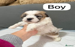 Mixed Breed dogs for sale: Mixed puppies  - Advert 4