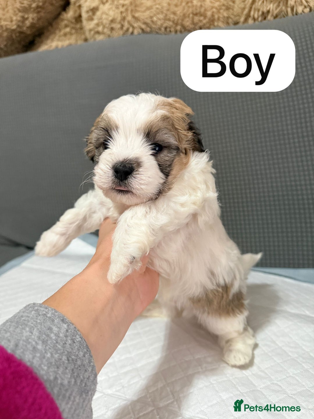 Mixed Breed dogs for sale: Mixed puppies  - Advert 4