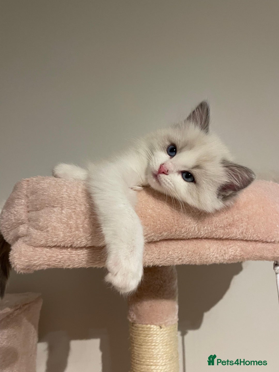 Ragdoll cats for sale: Purebred Ragdolls – Ready to Reserve Now 🍼 - Advert 41
