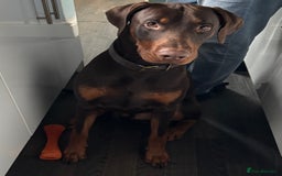 Dobermann dogs for stud: Chocolate Doberman for stud in Stoke-on-Trent - Image 3