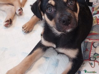 Mixed Breed dogs Pug X Collie pups (Pugollies) 3 Boys 1 Girl - Advert 5