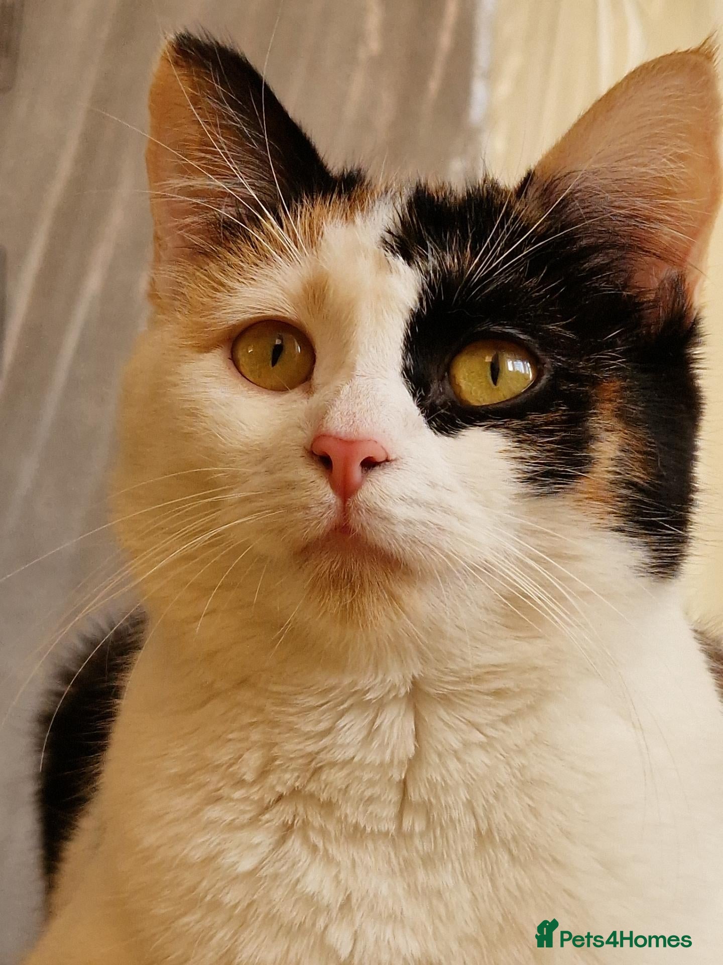 Mixed Breed cats This is vito  - Advert 1