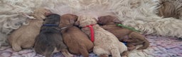 Miniature Poodle dogs for stud: Red KC registered miniature poodle - Health tested in Livingston - Advert 25