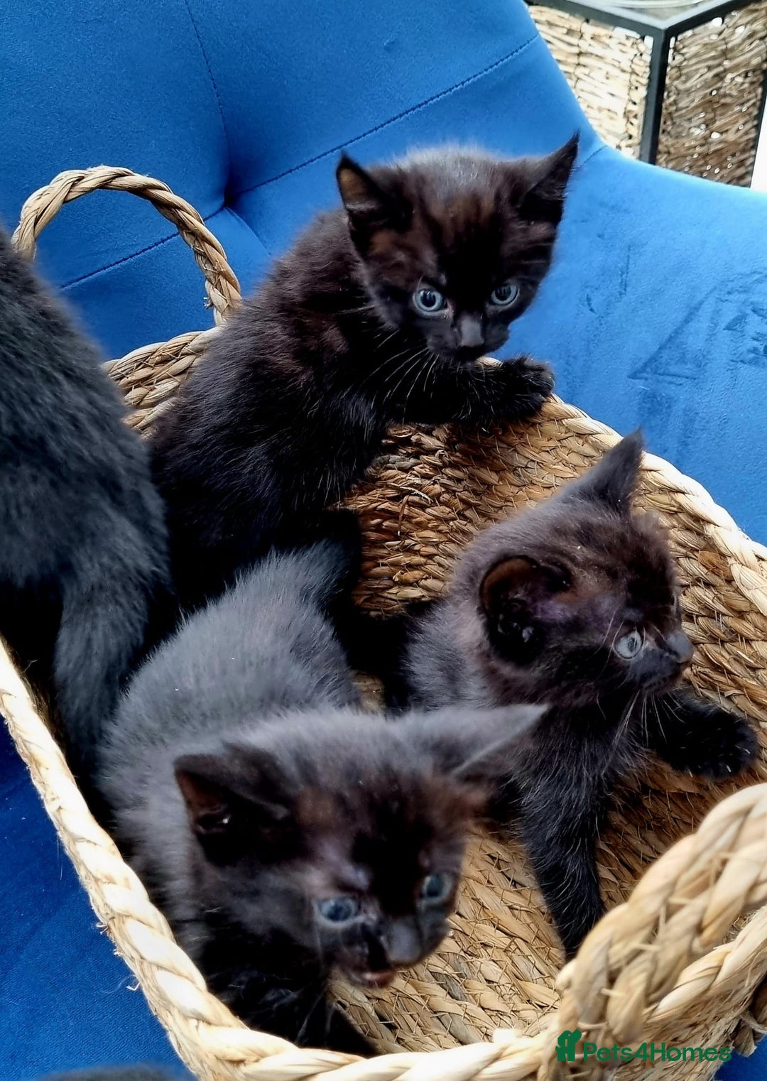 Ragdoll cats for sale: Gorgeous Ragdoll cross kittens  - Image 2