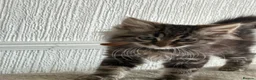 Mixed Breed cats for sale: 🐾 6 Beautiful Bengal × British Longhair Kittens🐾 - Advert 28