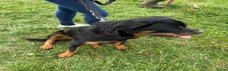 Rottweiler dogs for sale: KC ROTTWEILER PUPPIES DUE SOON  - Advert 3