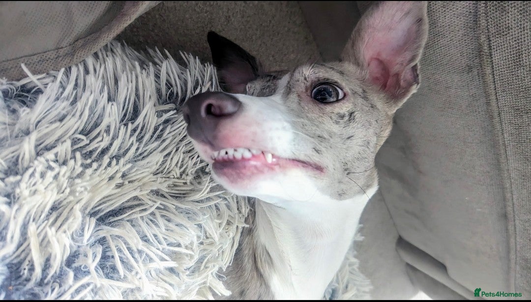 Whippet dogs for sale: Beautiful whippet with a hint of merle! - Image 5