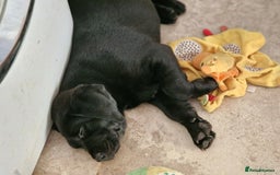 Labrador Retriever dogs for sale: Chunky black labrador girl available  - Image 4