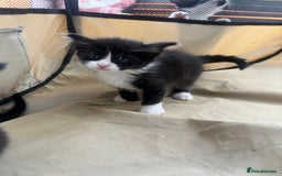 Mixed Breed cats for sale: 8 Gorgeous kittens looking for their forever homes - Image 2