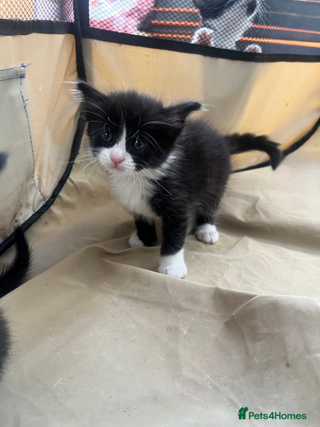 Mixed Breed cats for sale: 8 Gorgeous kittens looking for their forever homes - Image 2