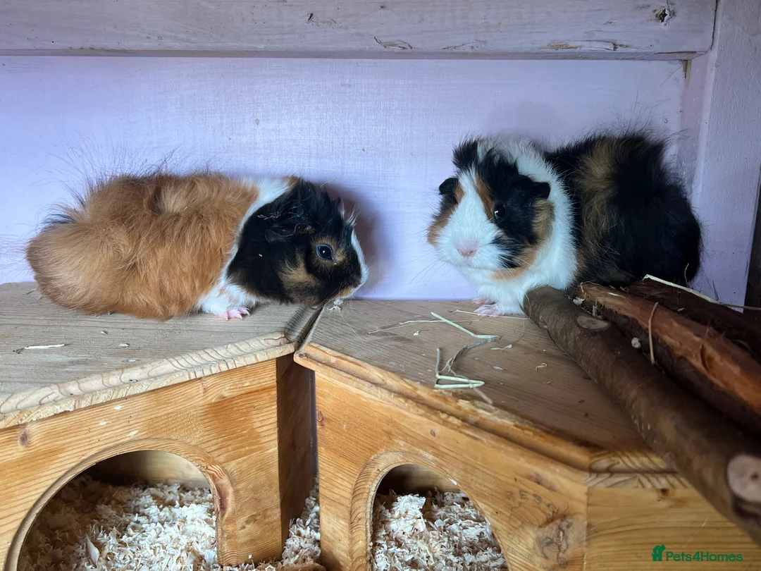 Guinea Pig rodents for sale: Funky Tri Bonded Boars  in Hope Valley - Advert 5