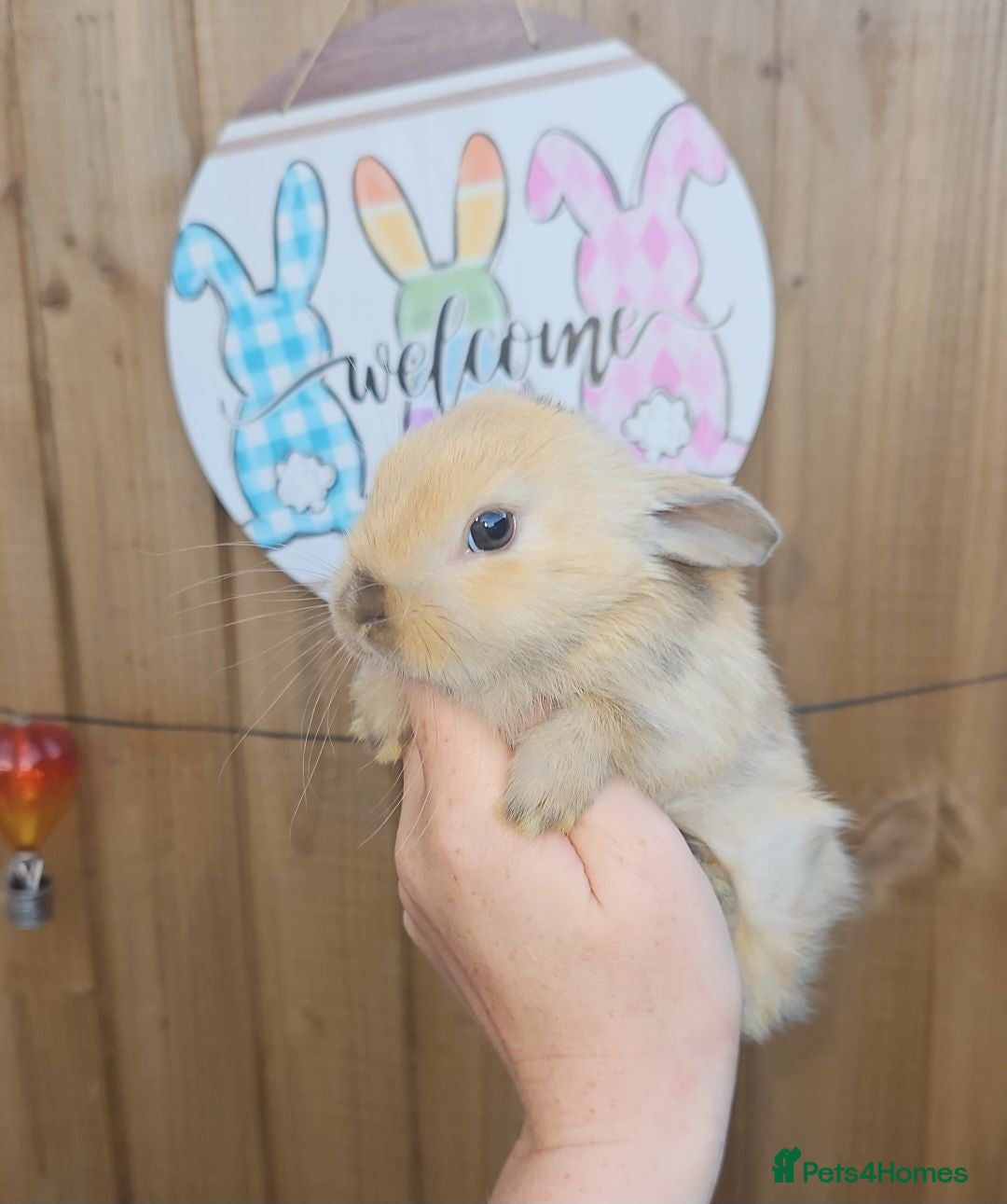 Mini Lop rabbits Baby Bunnies (Ready to leave) - Advert 1