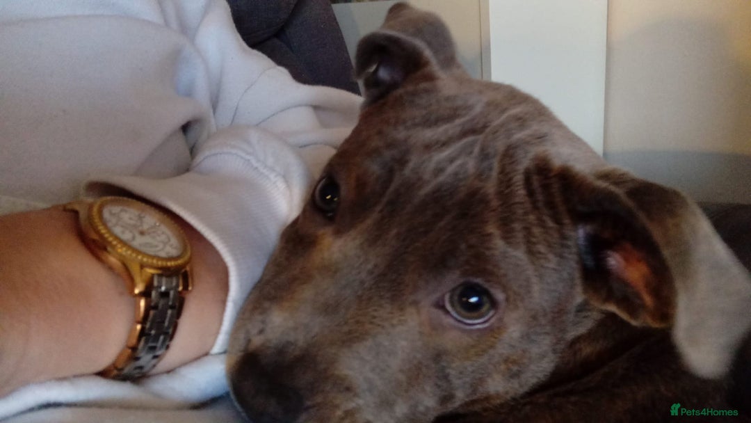 Staffordshire Bull Terrier dogs for sale: Puppy female staffy - Advert 2