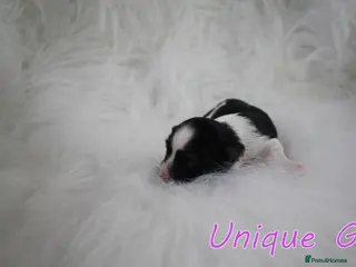 Biewer Terrier dogs ✨ Stunning Biewer & Merle Yorkies – Ready Apr 25 ✨ - Advert 4