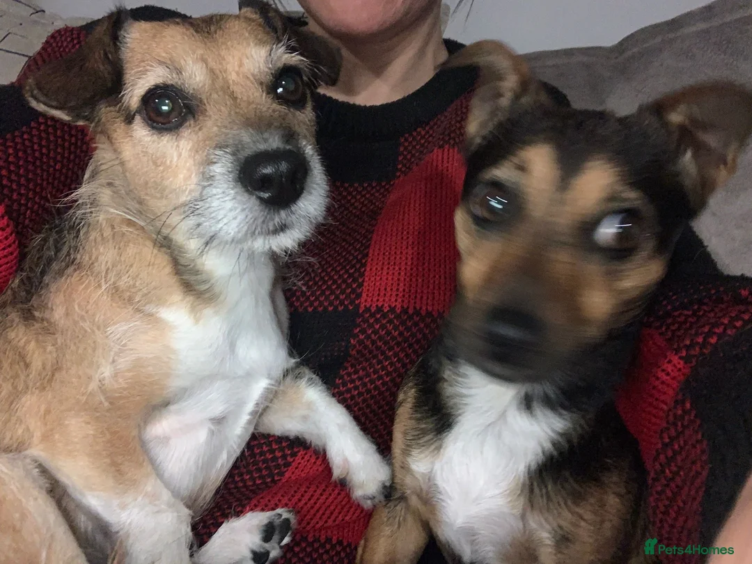 Patterjack dogs for sale: Pippa and Poppy - Advert 2