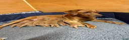 Labrador Retriever dogs for sale: Two beautiful fox red Labrador puppies  - Advert 20