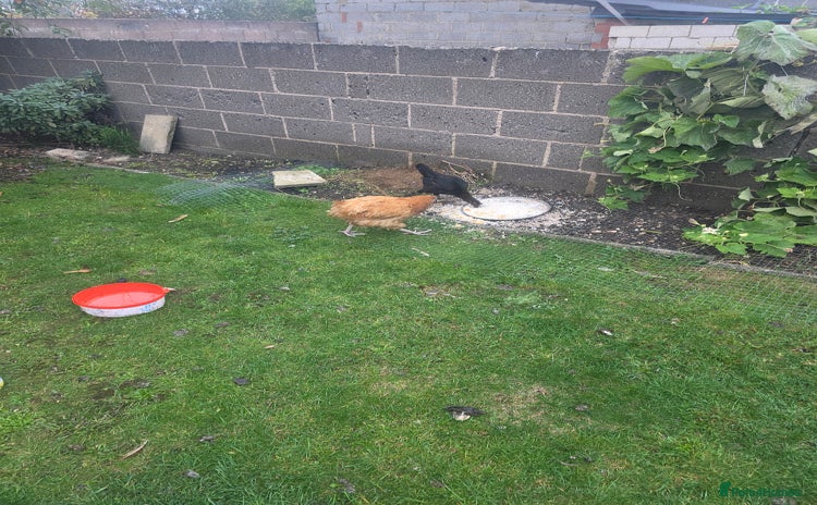 Chickens poultry - Advert 1