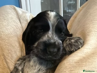 Cocker Spaniel dogs - Advert 26