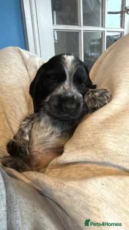 Cocker Spaniel dogs - Advert 9