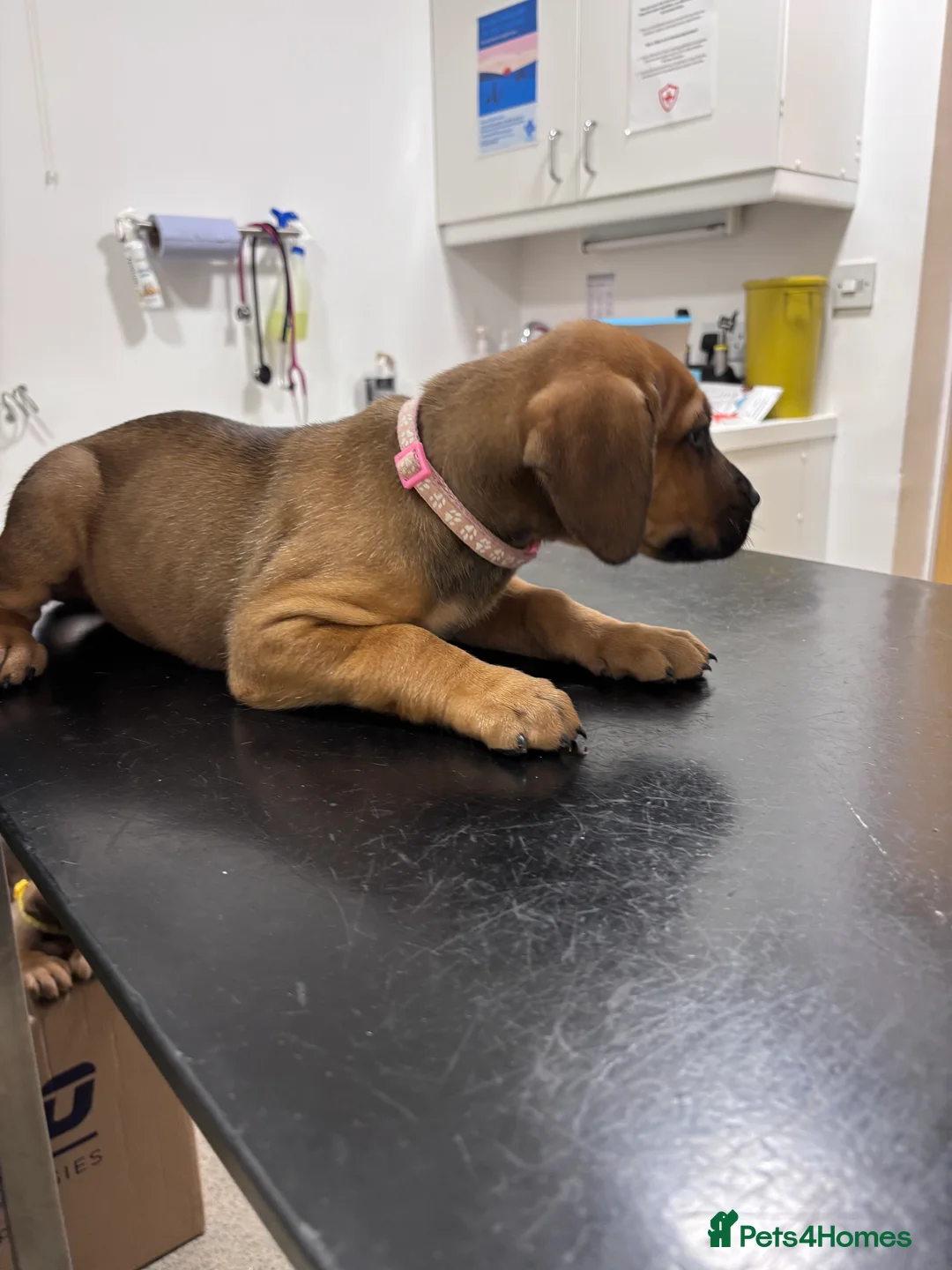 Mixed Breed dogs for sale: URGENT LAST 3 FEMALES LEFT!! Great Rottie Puppies - Advert 31