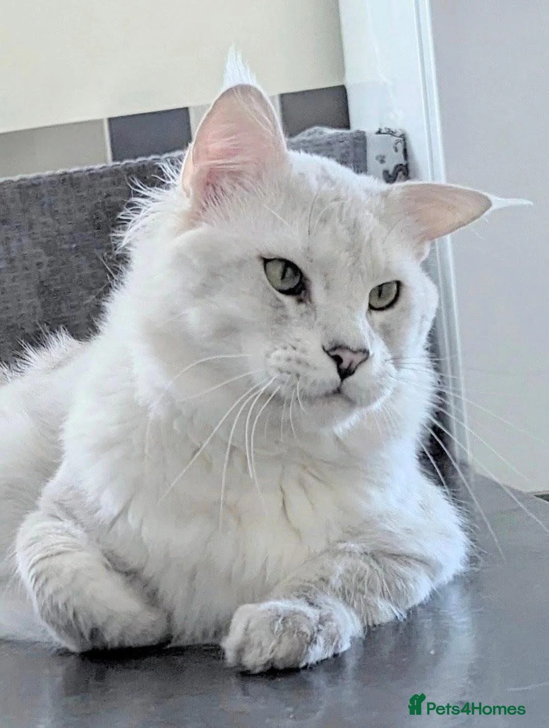 Maine Coon cats for stud: Chinchilla as12 Tica & GCCF Registered  - Advert 2