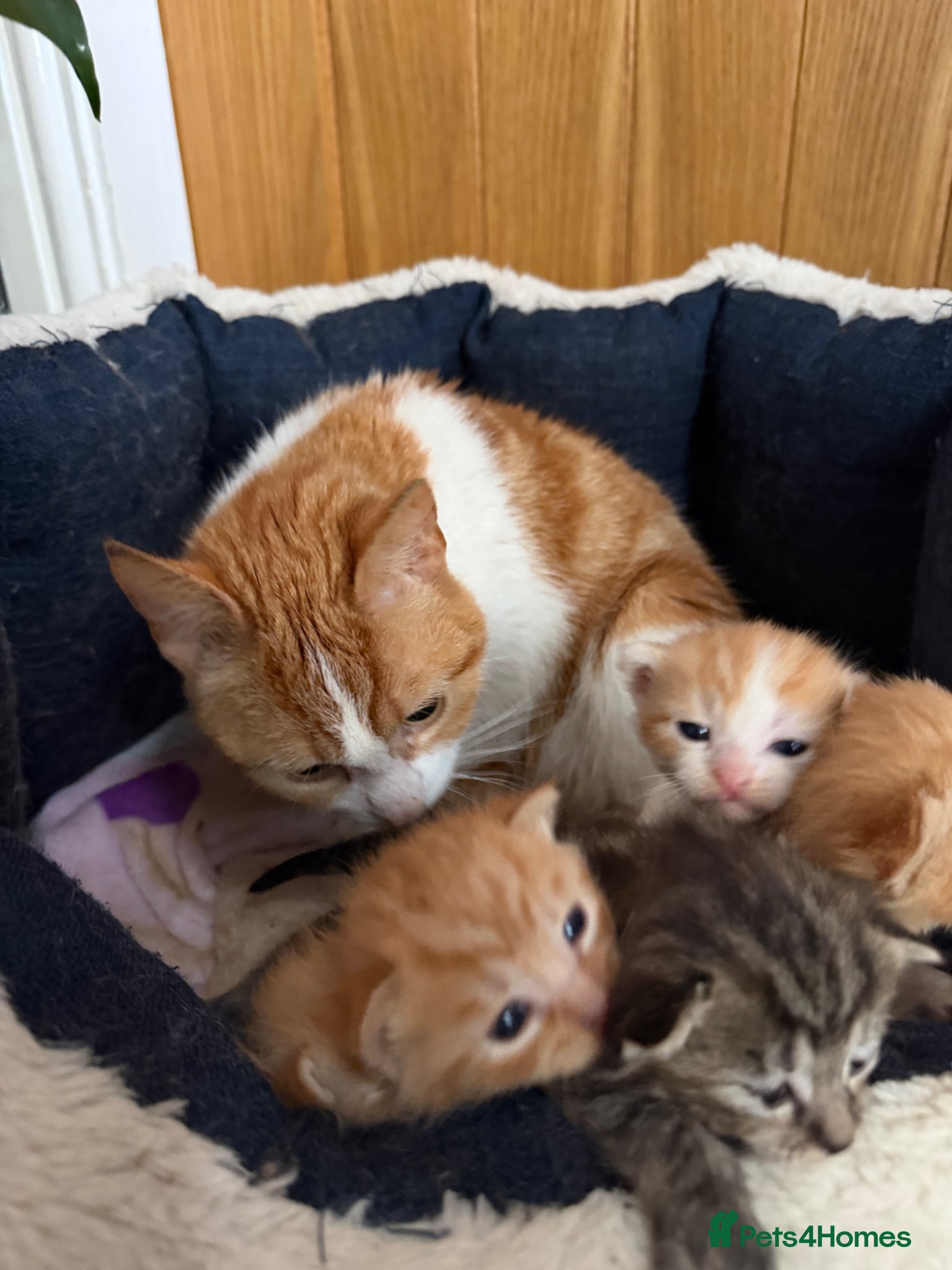 Mixed Breed cats 3 ginger girls kitten’s and 1 boy ***  - Advert 2