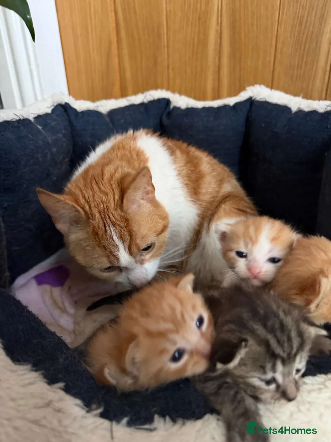 Mixed Breed cats for sale: 3 ginger girls kitten’s and 1 boy ***  - Advert 1