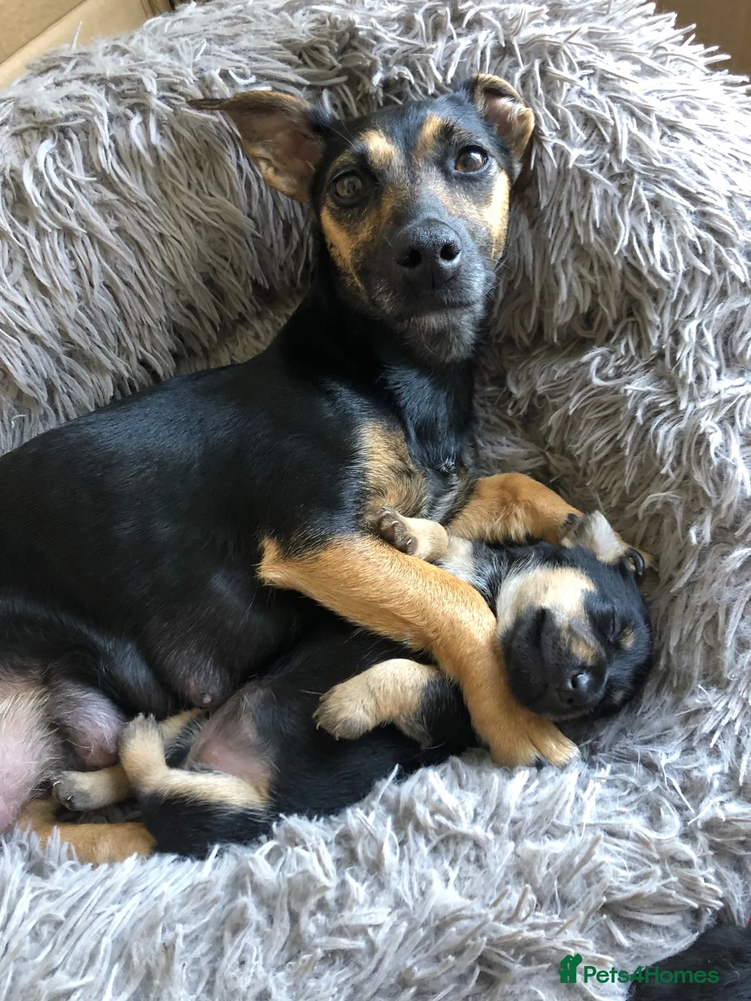 Jack Russell dogs for sale: Female - Advert 7